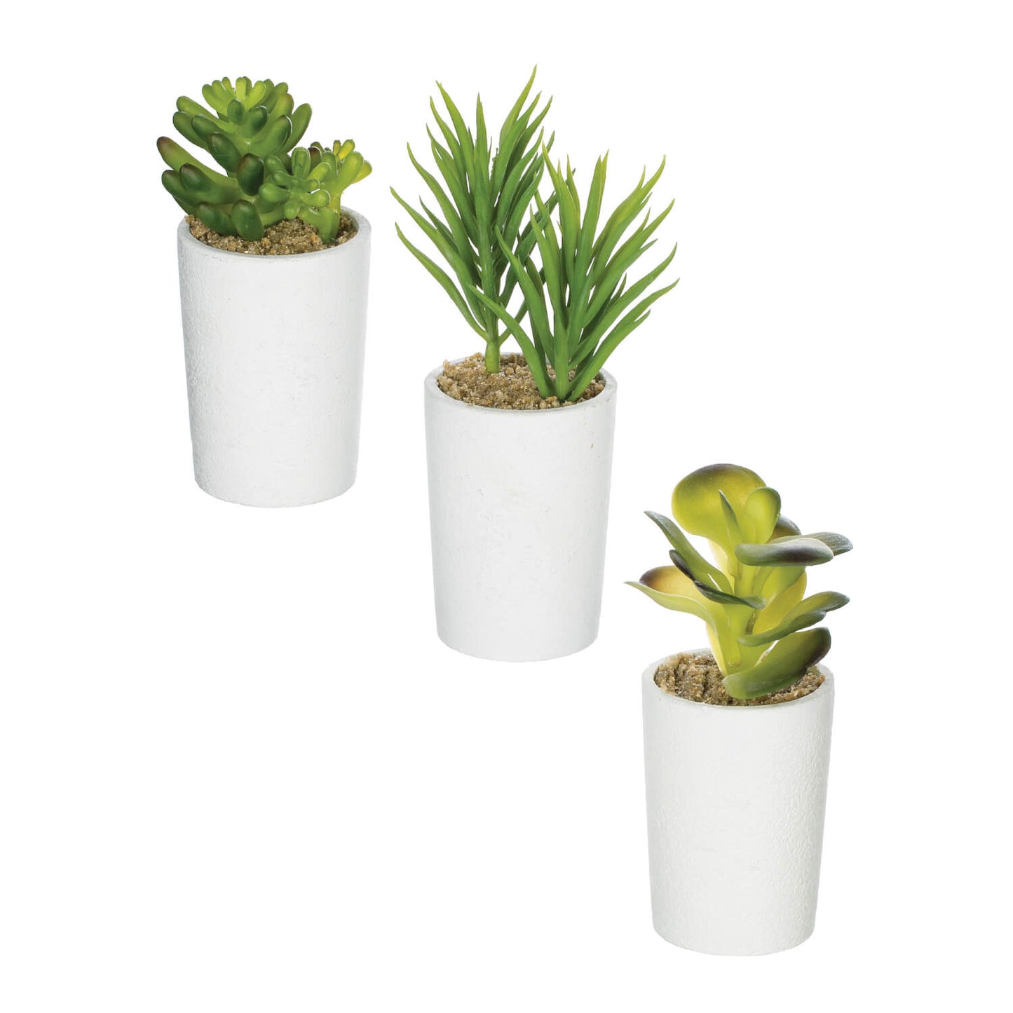 all three styles of mini succulent displayed on a white background