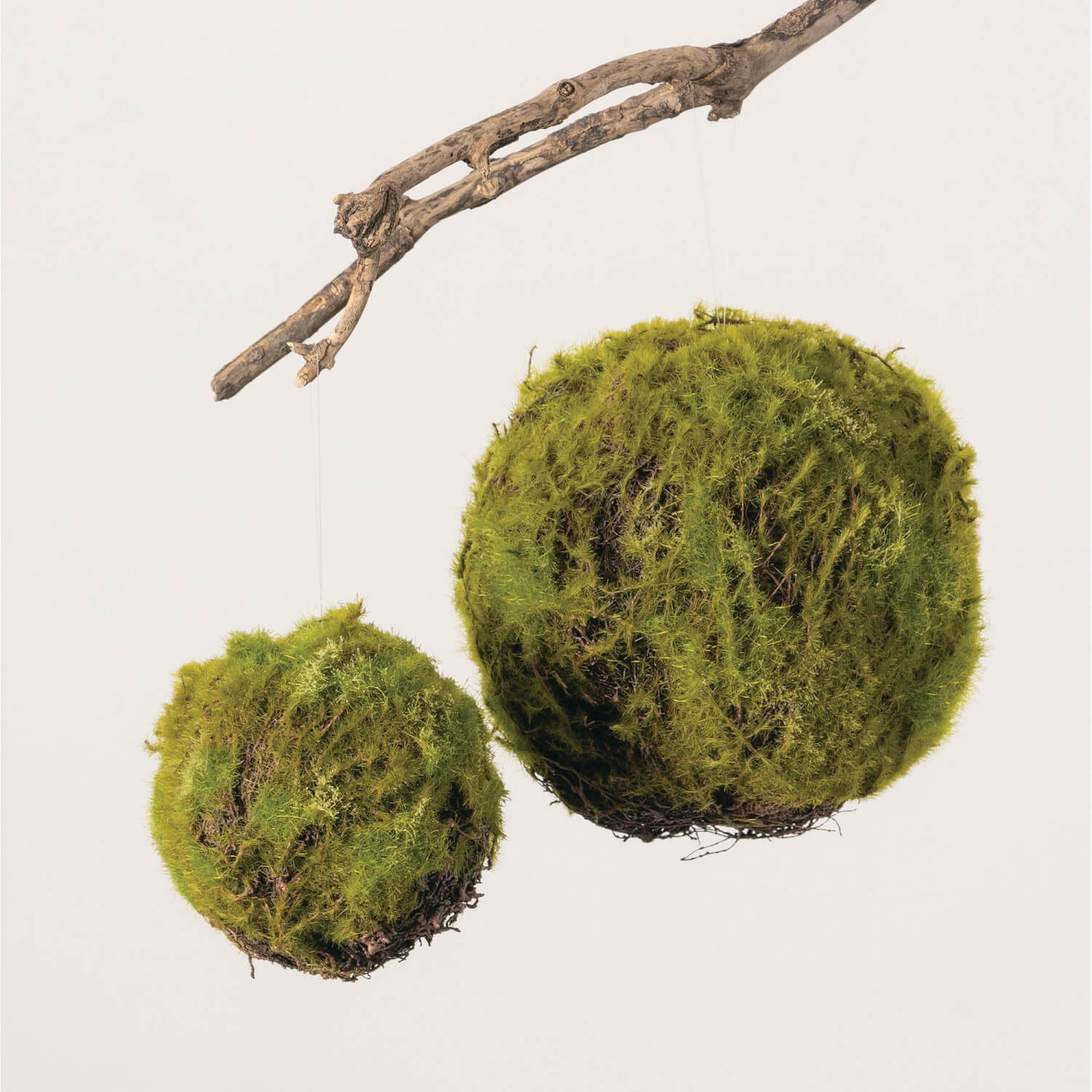 2 sizes of moss covered balls hanging on a branch.