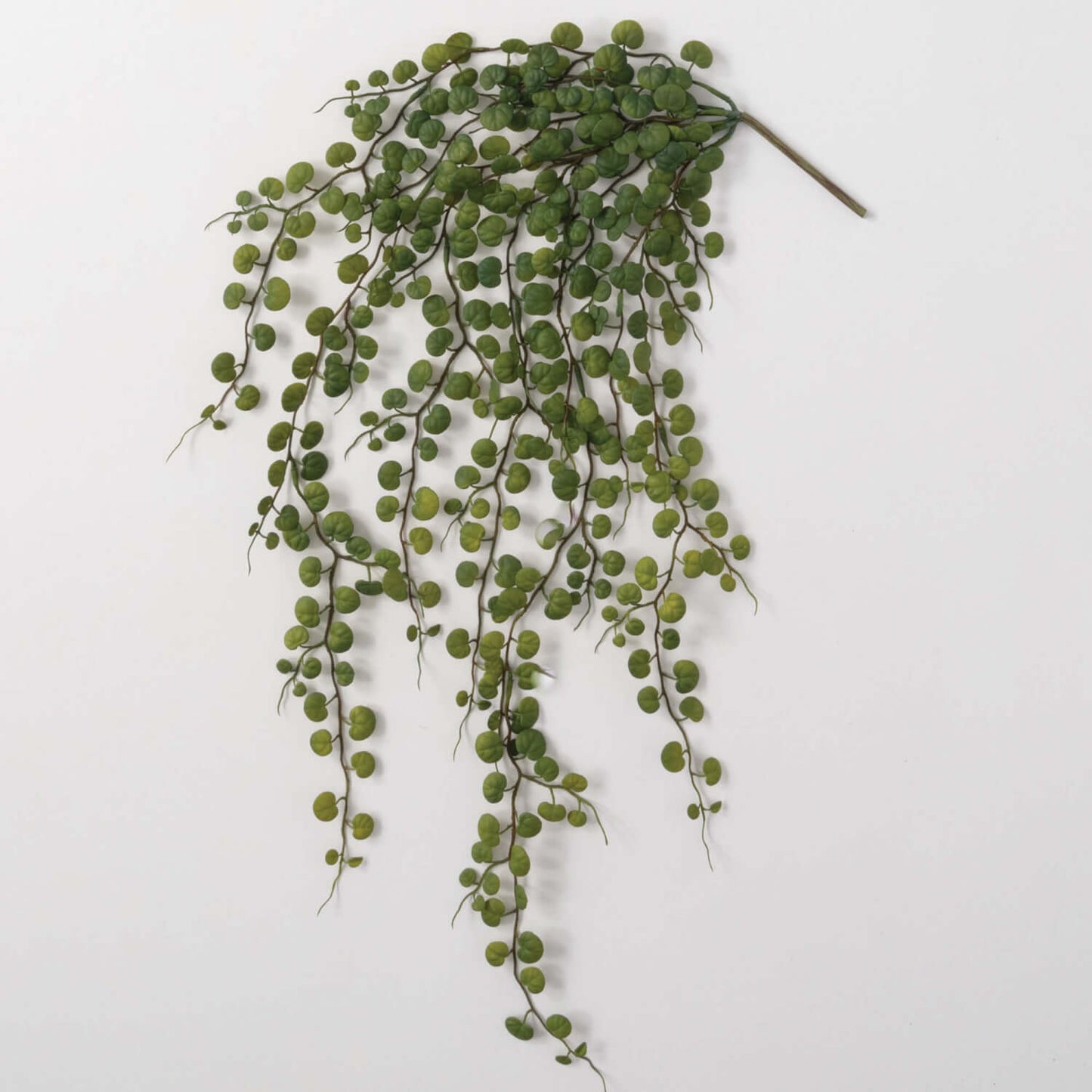 hanging leaf bush displayed on a light gray surface