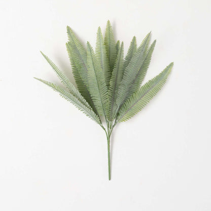 feathery fern bush displayed against a white background