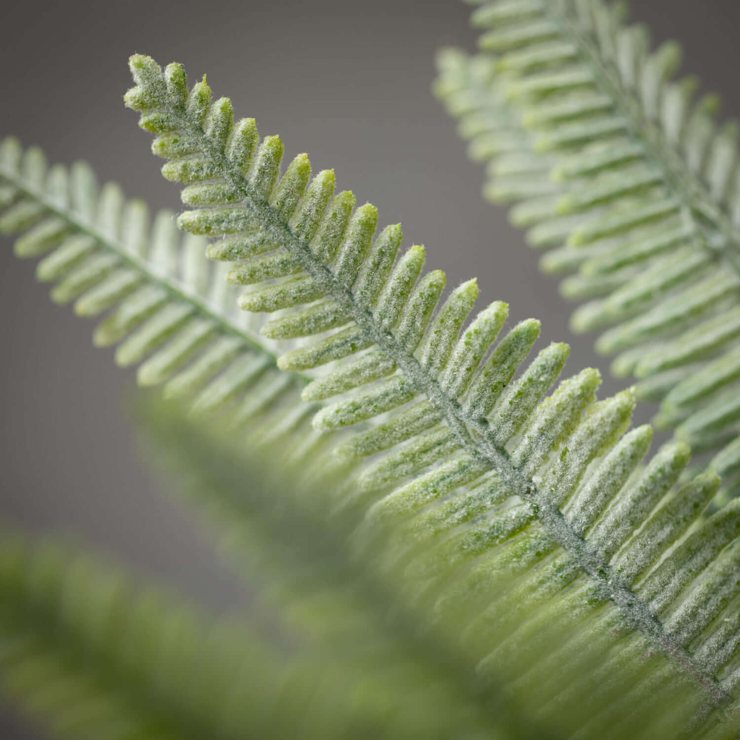 close up view of the feathery fern bush