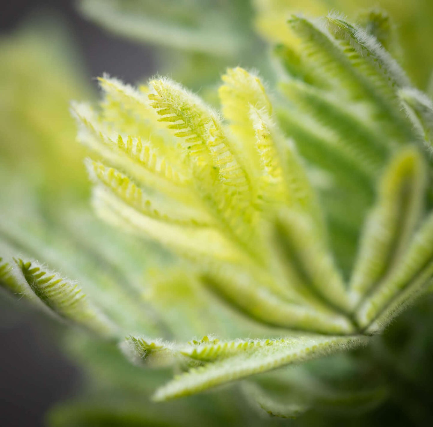 close up view of the fuzzy leaf bush