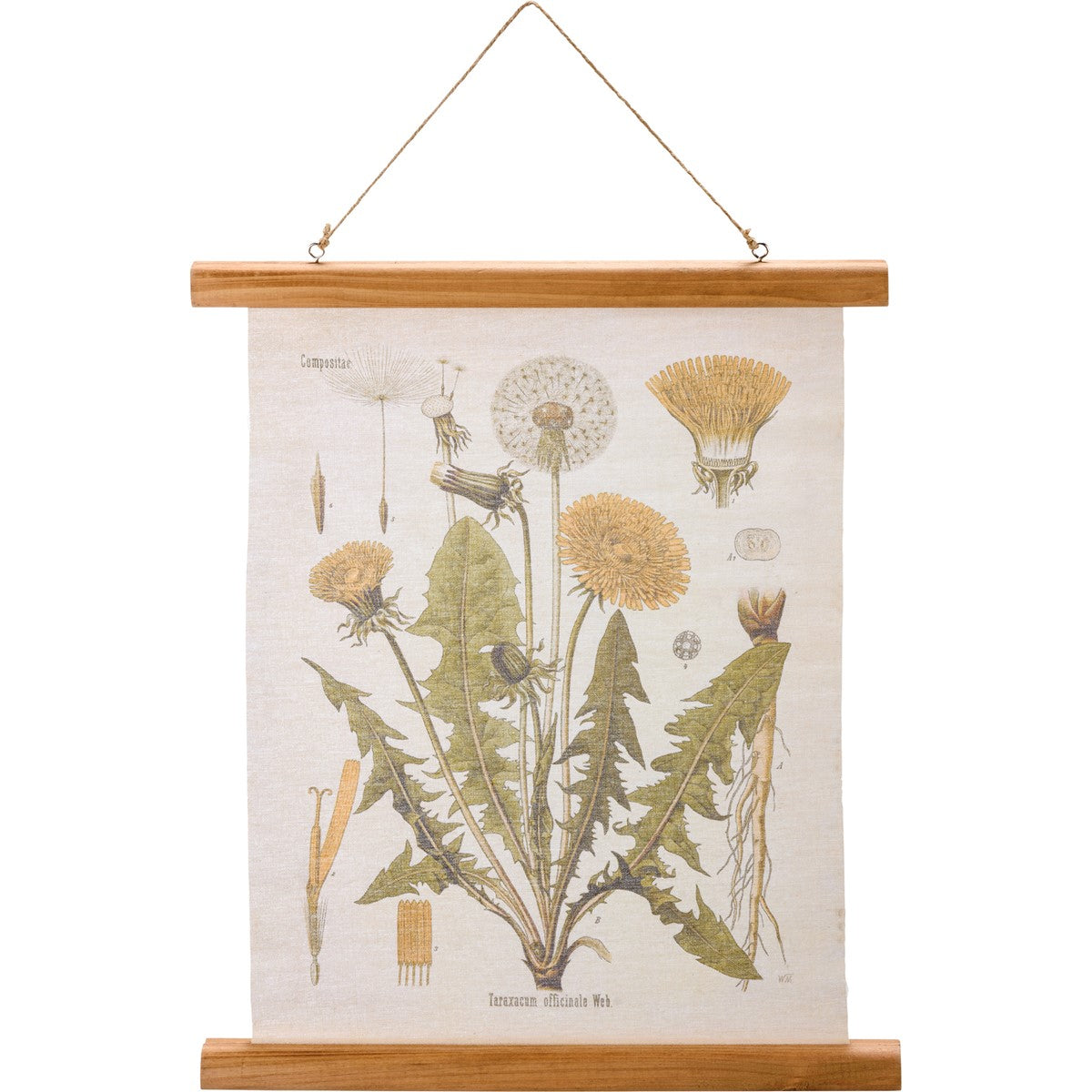 canvas scroll with dandelion botanical study printed on it.