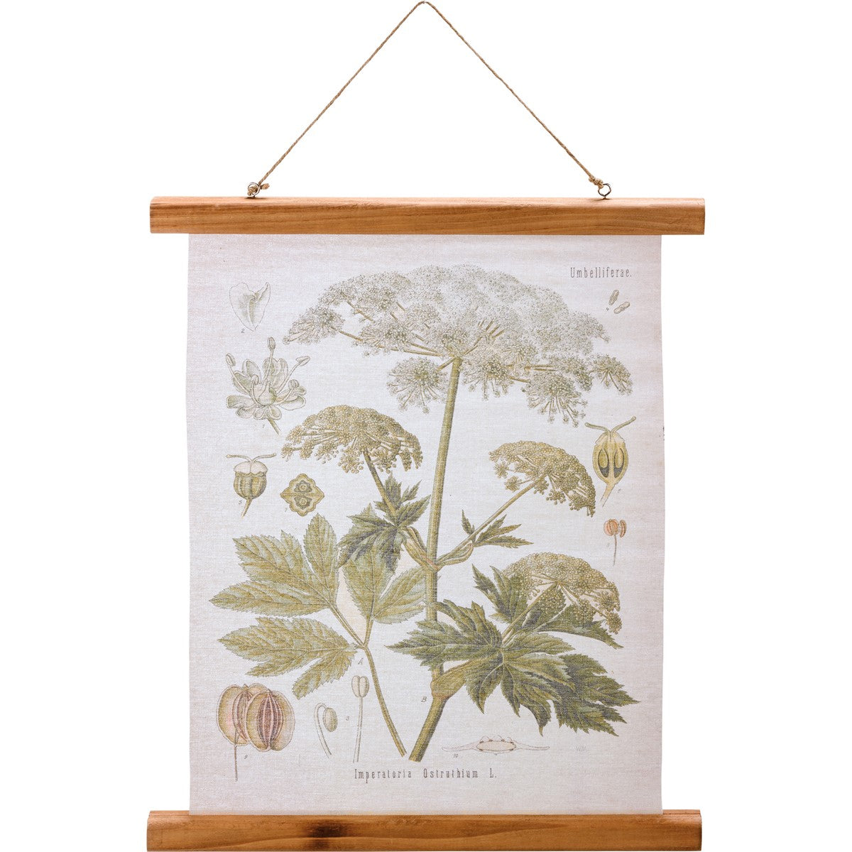canvas scroll with botanical study of queen anne's lace.