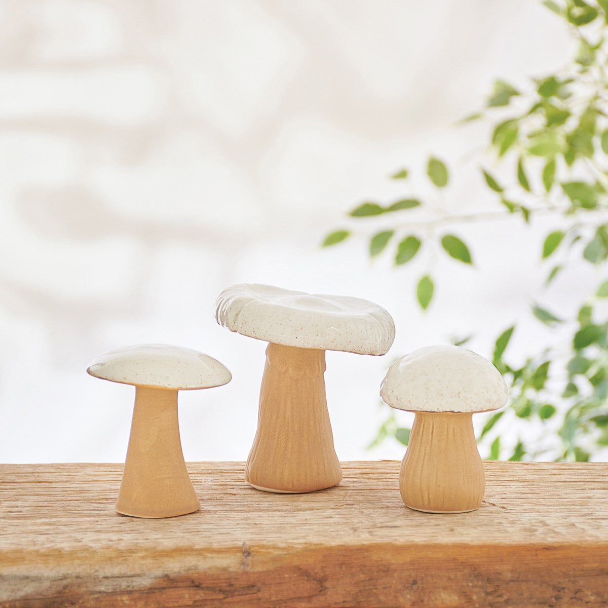 all three sizes of wild mushrooms have a white top and tan stem displayed on a rustic cut log with a shrub in the background