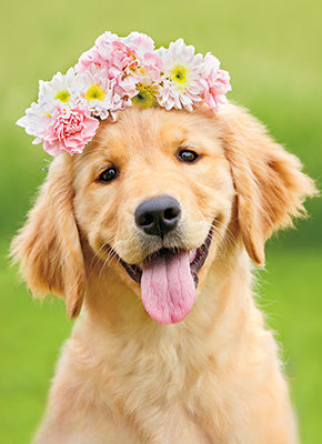front of card is a photograph of a golden wearing a crown of flowers on it's head