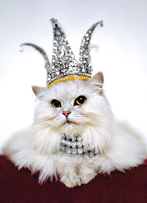 front of card has a white cat wearing a crown and diamond necklace