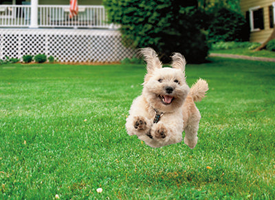 front of card is a photograph of a puppy jumping through a yard