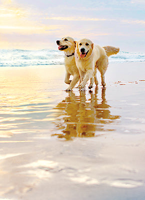 front of card is a photograph of two goldens  walking on the beach
