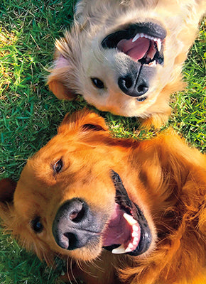 front of card is a photograph of two happy dogs laying in the grass