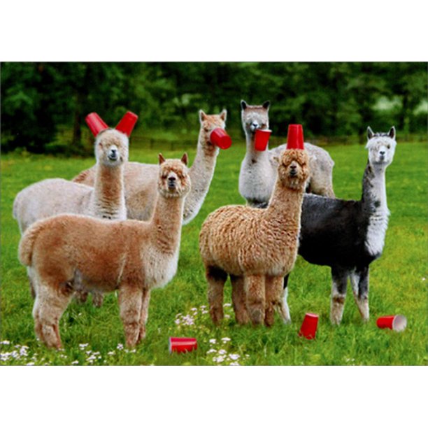 photograph of alphas in a field with red solo cups