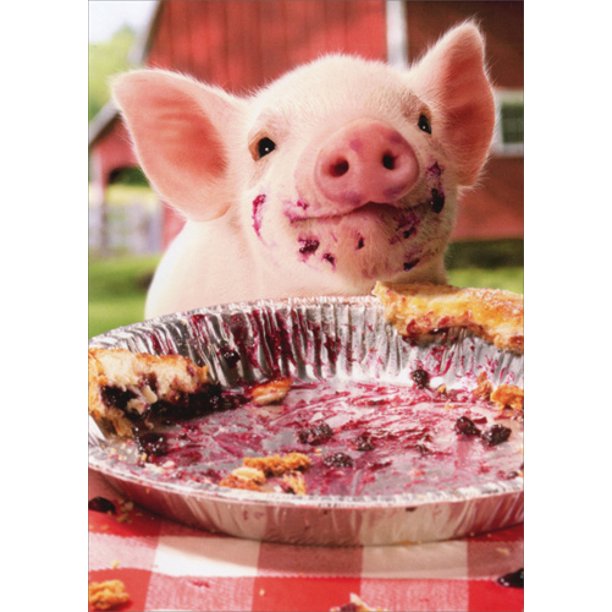 front of card is a photograph of a pig  with a dirty face having eaten a blueberry pie