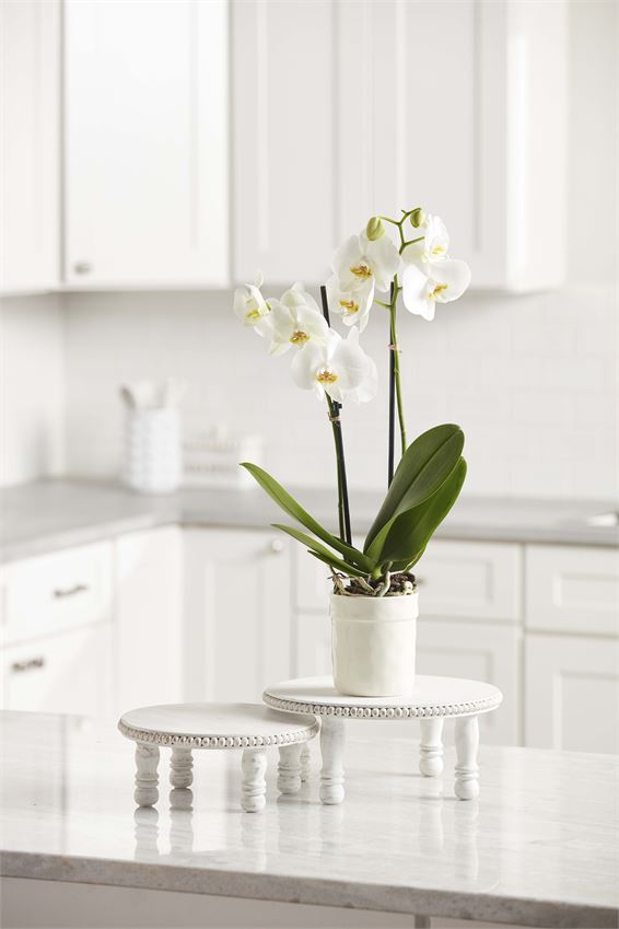 small and large beaded pedestals displayed on a white countertop in a kitchen with a potted plant 