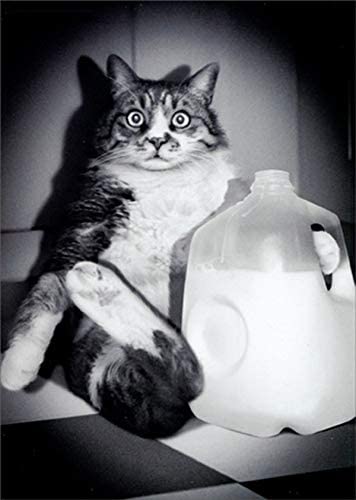 front of card is a photograph of a cat in a spotlight at night drinking a carton of milk