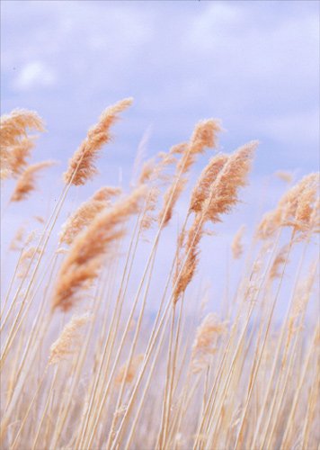 front of card is a photograph of wheat against the sky