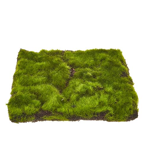a square sheet of moss displayed against a white background