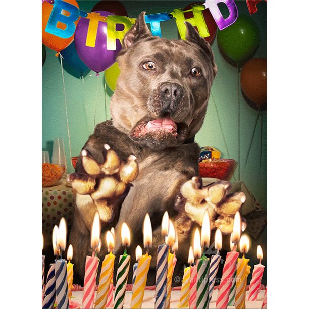 front of card is a photograph of a surprised dog with 3D motion birthday candles