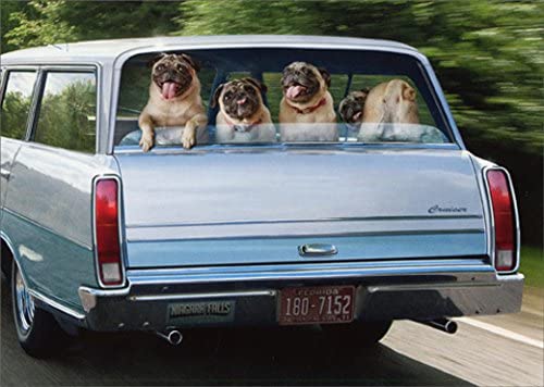 front of card has the back end of a blue wagon and four pugs lined across the back while driving down the road