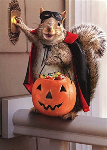 front of card is a photograph of a squirrel trick or treating in a costume