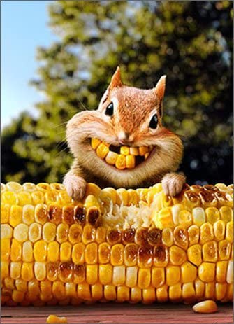 front of card is a photo of a chipmunk having taken a bite out of an ear of corn and the corn is stuck in mouth like a row of teeth