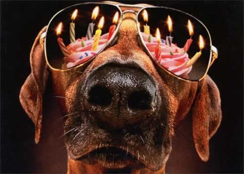 front of card is a photo of a dog wearing sun glasses and a cake with candles reflecting in the lenses