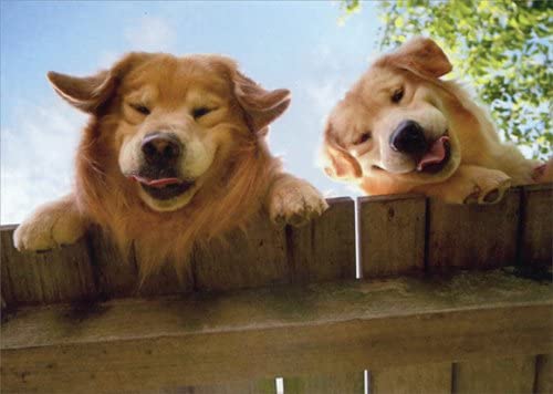 front of card is a photograph of two goldens sticking their tongues out at the camera looking over a fence