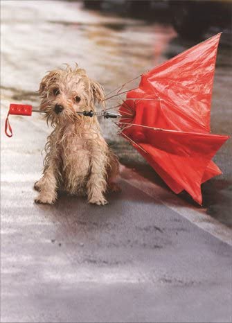 front of card is photograph of a wet dog holding an umbrella in it's mouth