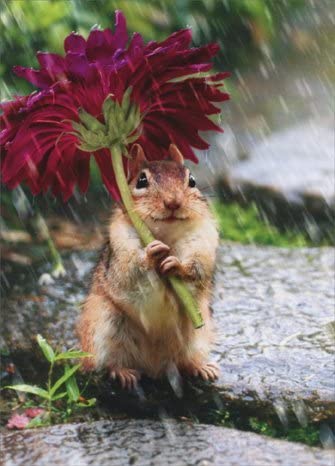 front of card has a chipmunk standing in the rain with a purple flower over its head like an umbrella