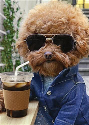 front of card is a photo of a dog dressed in a sweater, jacket, sunglasses drinking a soda