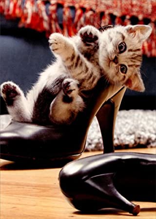 front of card is a photograph of kitten inside a high heel shoe