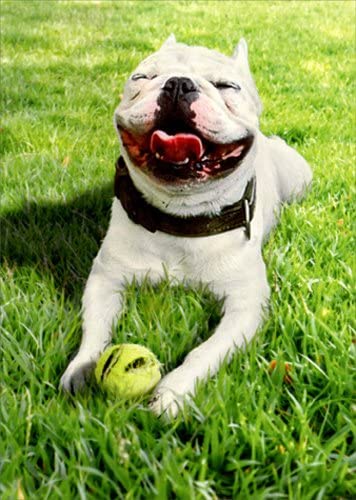 front of card is a photograph of a smiling dog with a tennis ball