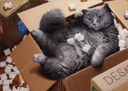 front of card is a photograph of a large cat in a box with packing peanuts