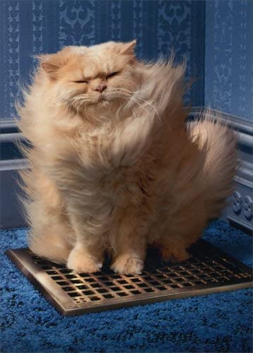front of card is photograph of cat standing on air vent and hair blowing in wind