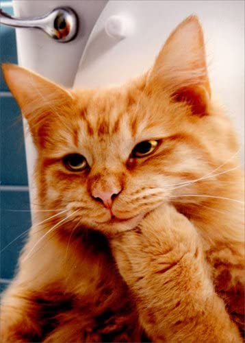 front of card is a photograph of a cat sitting on a toilet appearing to be thinking