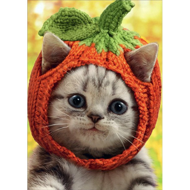 front of card is a photograph of a kitten wearing a knitted pumpkin hat costume