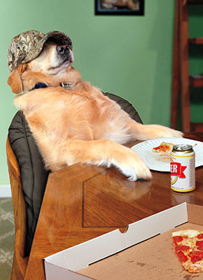 front of card has a retriever wearing a hunt cap while sitting at a dinner table with pizza and beer in front of him