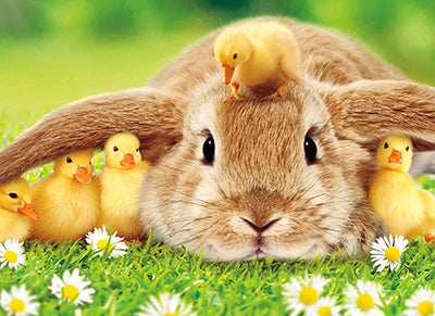 front cover of card has a bunny laying in the grass with ducklings hiding under its ears and one sitting on hits head