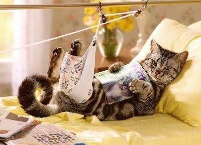 front of card is a photograph of a cat in a bed with a broken leg reading a magazine