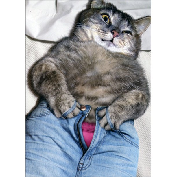 front of card is a photograph of a fat cat trying to zip up pants 