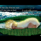 inside view of two pages with illustration of a baby sleeping on a lily pad