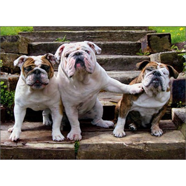 front of card is a photograph of three bull dogs on steps with one pushing on another one