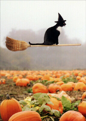 front of card is a photo of a cat with witch hat flying over a pumpkin patch