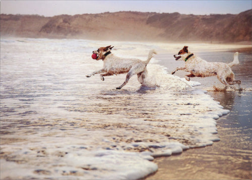 front of card is a photograph of dogs running into the surf