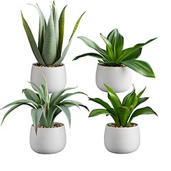 mini succulents in white pots 47th & Main