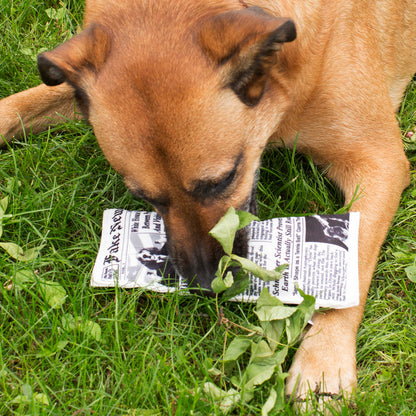 a dog playing with the doggy fake news toy in the grass