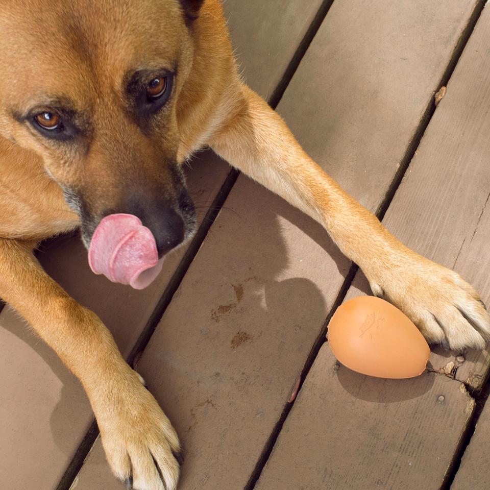a dog laying on a deck with the bouncy egg treat ball