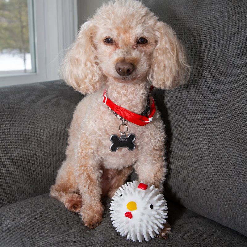 a small poodle sitting on a gray sofa with the chicken dog ball
