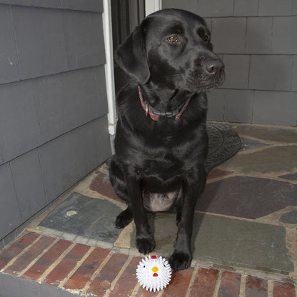 a black lab sitting with the chicken dog ball on the front step of a house