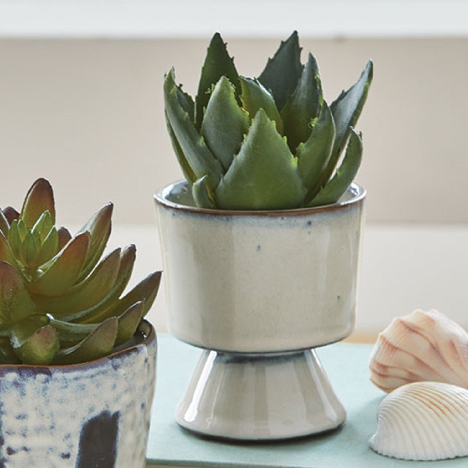 ceramic planter with succulent in it and sea shells next to it.