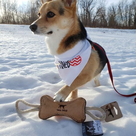 dog wearing bandana with paw on toy in the snow.